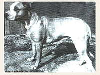 pit bull terrier ZWETTLER`S SUSANNE