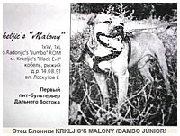 pit bull KRKLJIC’S MALONY